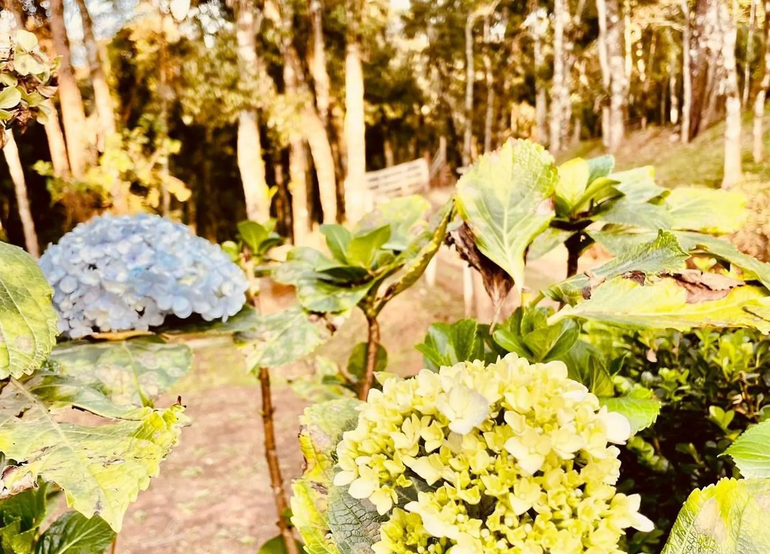 בקתה Campos do Jordão La Catedral Chales ברזיל