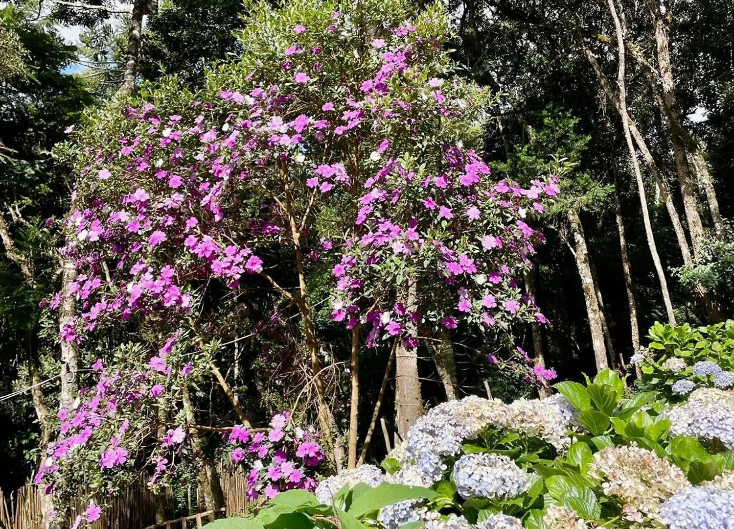 Campos do Jordão La Catedral Chales בקתה
